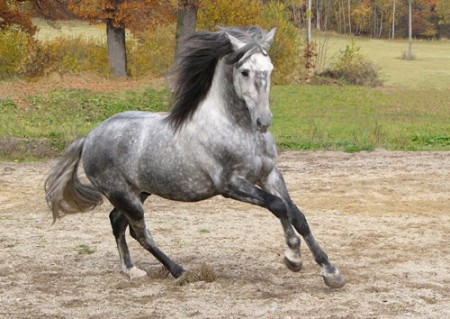 Teplokrevník